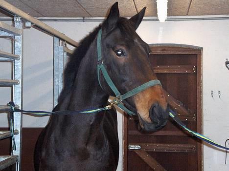 Oldenborg Charmeur  Solgt - :min dejlige chamse på staldgangen.... (taget den 29/1-06) billede 18