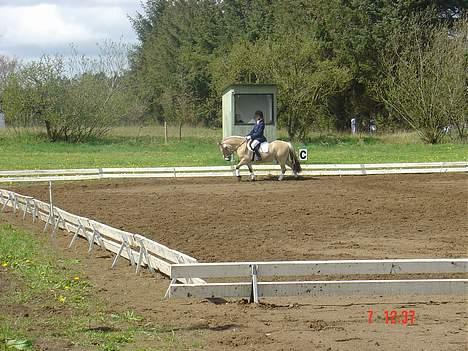 Fjordhest <"33Prins<"33 - Skridt ;b  billede 13