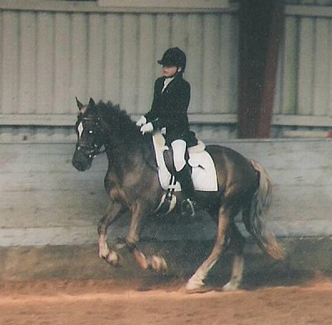Welsh Cob (sec D) Dankirkeby icon - Solgt - også i kolding! se hvor han springer i galoppen! billede 9