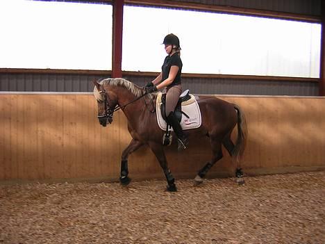 Welsh Cob (sec D) Dankirkeby icon - Solgt - Opvarmning..! billede 10