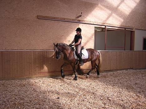 Welsh Cob (sec D) Dankirkeby icon - Solgt - Icon i opvarmining.. billede 11