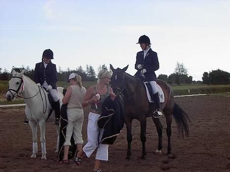 Hannoveraner Ginny Alfarvad Z  billede 14