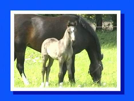 DSP Ahorns Top Way - Er jeg ikke sød? billede 1