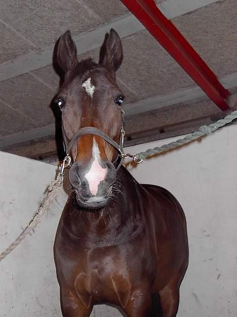 Hannoveraner Ginny Alfarvad Z  - til 4 års championatet billede 19