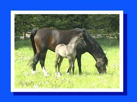 DSP Ahorns Top Way billede 2