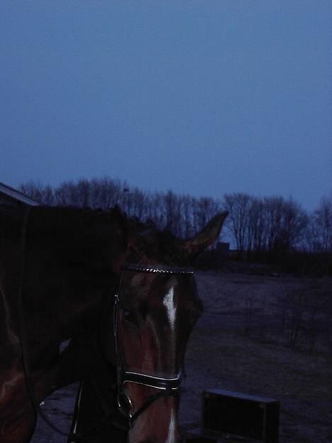 Hannoveraner Ginny Alfarvad Z  - til stævne i finstrup billede 20