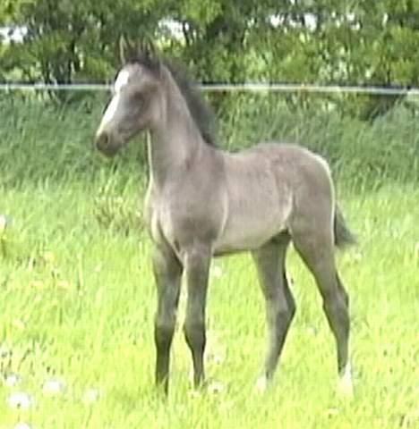 DSP Ahorns Top Way billede 3