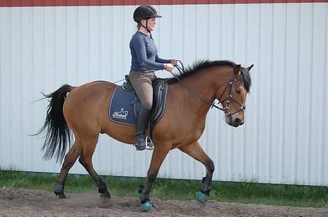 Anden særlig race Cheval  (Har haft lånt) - Her er vi til Dressur time ved Karina Dahl... :) billede 10