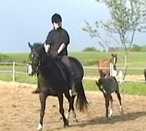 DSP Ahorns Top Way - med mor på ridetur. billede 4