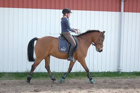 Anden særlig race Cheval  (Har haft lånt) - Dressur time ved Karina Dahl... billede 12