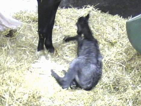 DSP Ahorns Top Way - Top Way er lige født. billede 5