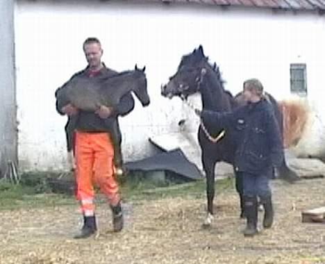 DSP Ahorns Top Way - tillids træning???? billede 6