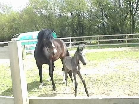 DSP Ahorns Top Way - få timer gammel billede 7