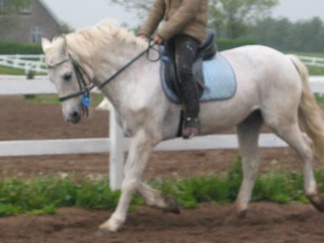 Connemara Shannon (Død) - dejlig pony jeg har fået mig billede 7