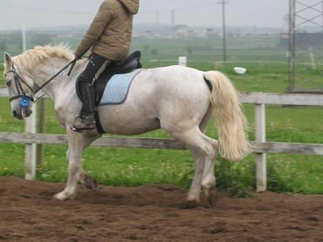 Connemara Shannon (Død) - Dressur billede 11