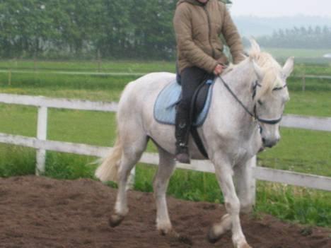 Connemara Shannon (Død) - Dressur billede 12