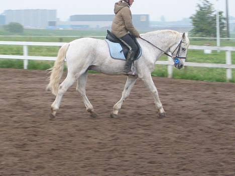 Connemara Shannon (Død) - uhhh lidt dressur  billede 13