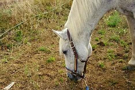 Connemara Shannon (Død) - et billede fra da jeg li havde fået ham billede 14