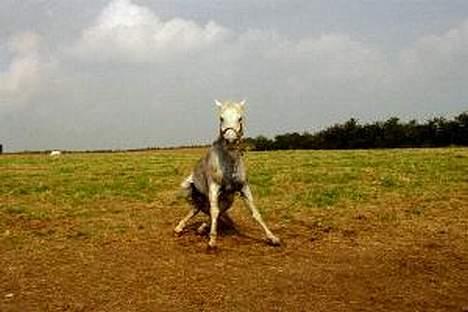 Connemara Shannon (Død) - et billede fra da jeg li havde fået ham...hehe han er sød der billede 15