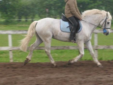 Connemara Shannon (Død) - Dressur billede 16
