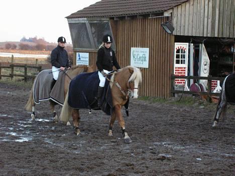 Haflinger Gordon (SOLGT) <3 - Nyt til stævne -Foto: Min far billede 19
