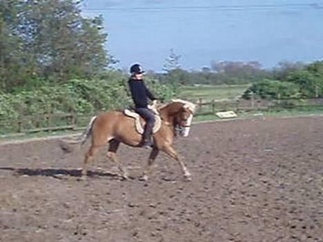 Haflinger Gordon (SOLGT) <3 - dressur -Foto: Min far billede 20