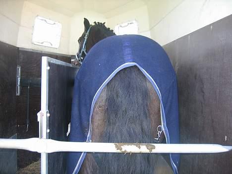 New Forest Roløkke Himalaya SOLGT - endu et smukt billede af valakken=) billede 8