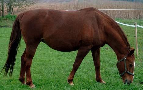 Anden særlig race Junni - RIP - Junni lige før termin - maj 05 billede 2