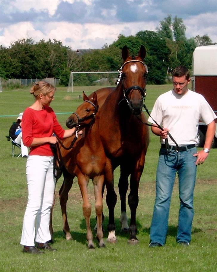 Dansk Varmblod Zaphir DH 4329 - RIP  - Zaphir  billede 1