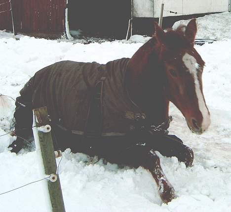 Anden særlig race Junni - RIP - Junni nyder sneen - kunne knab vente med at trille sig til hun var udenfor stalden! billede 3