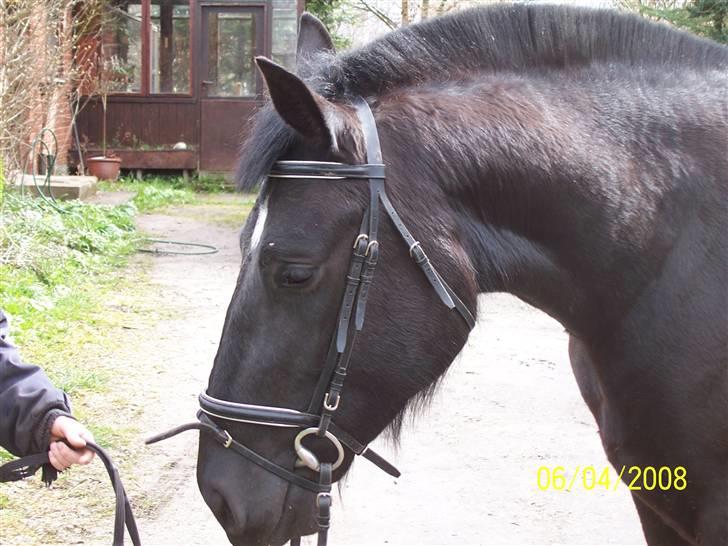 Oldenborg Diosa af stensbjerg - Velkommen til diosas profil billede 1