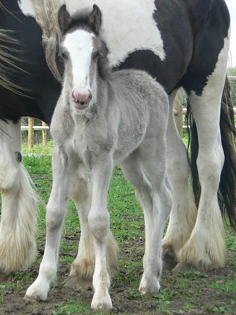 Tinker Lindholms Silver - 24. maj 2005. En tur på folden med sin mor og de tre andre tinker føl :D billede 1