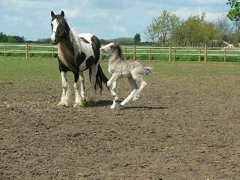 Tinker Lindholms Silver - 24. maj 2005. En tur på folden med sin mor og de tre andre tinker føl :D billede 2