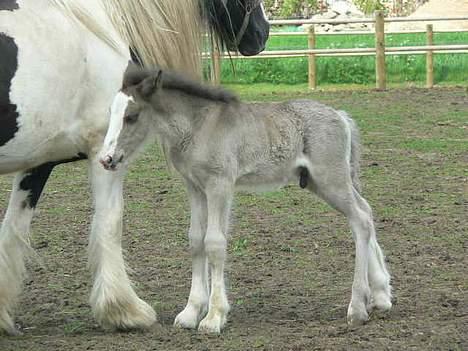 Tinker Lindholms Silver - 24. maj 2005. En tur på folden med sin mor og de tre andre tinker føl :D billede 4