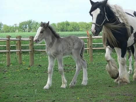 Tinker Lindholms Silver - 24. maj 2005. En tur på folden med sin mor og de tre andre tinker føl :D billede 5