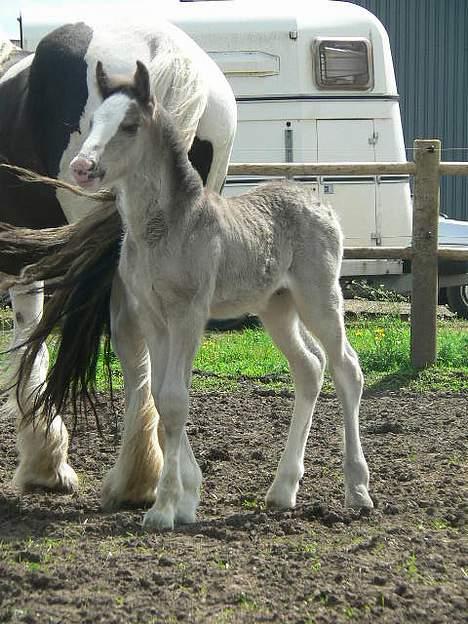 Tinker Lindholms Silver - 24. maj 2005. En tur på folden med sin mor og de tre andre tinker føl :D billede 8