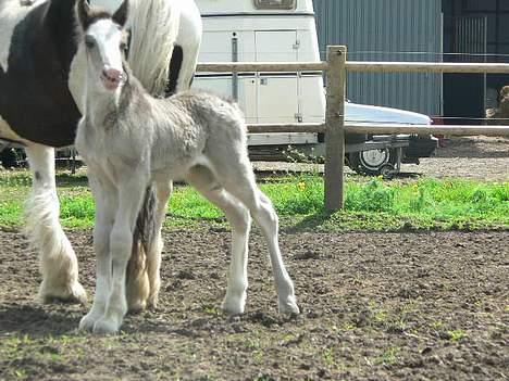 Tinker Lindholms Silver - 24. maj 2005. En tur på folden med sin mor og de tre andre tinker føl :D billede 9