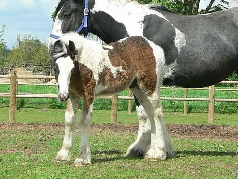 Tinker Lindholms Carlo Olsen - 24. maj 2005. En tur på folden med sin mor og de tre andre tinker føl :D billede 1