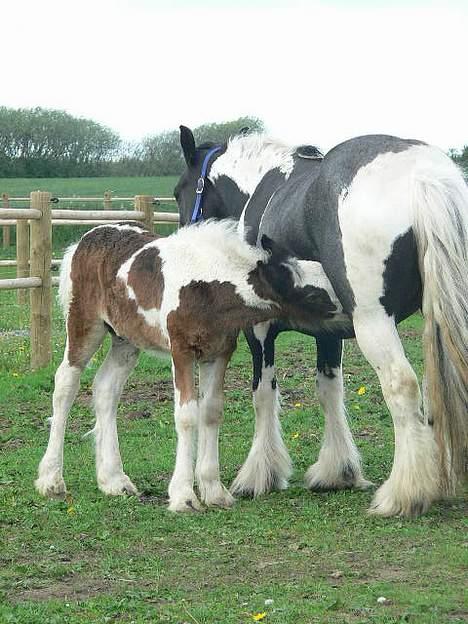Tinker Lindholms Carlo Olsen - 24. maj 2005. En tur på folden med sin mor og de tre andre tinker føl :D billede 2