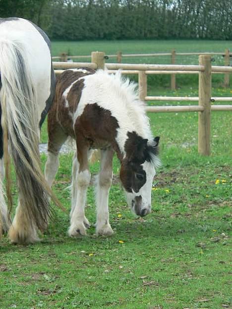 Tinker Lindholms Carlo Olsen - 24. maj 2005. En tur på folden med sin mor og de tre andre tinker føl :D billede 3