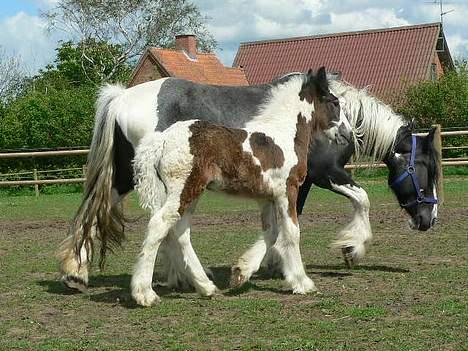 Tinker Lindholms Carlo Olsen - 24. maj 2005. En tur på folden med sin mor og de tre andre tinker føl :D billede 4