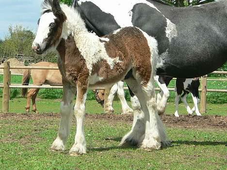 Tinker Lindholms Carlo Olsen - 24. maj 2005. En tur på folden med sin mor og de tre andre tinker føl :D billede 5