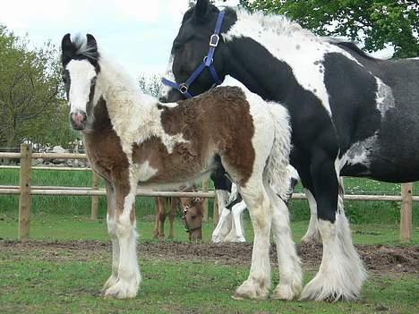 Tinker Lindholms Carlo Olsen - 24. maj 2005. En tur på folden med sin mor og de tre andre tinker føl :D billede 6