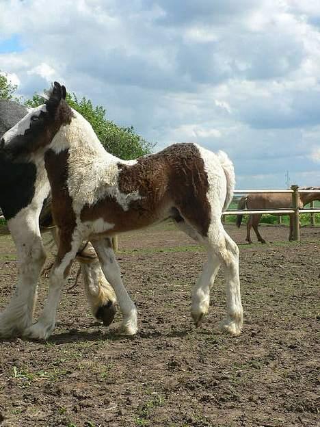 Tinker Lindholms Carlo Olsen - 24. maj 2005. En tur på folden med sin mor og de tre andre tinker føl :D billede 7