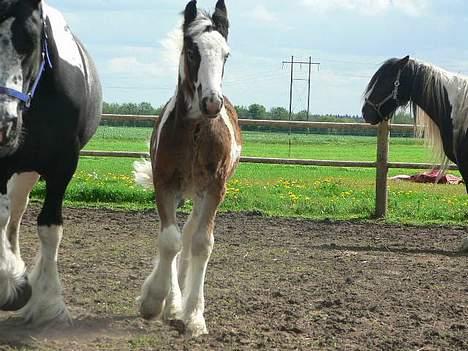 Tinker Lindholms Carlo Olsen - 24. maj 2005. En tur på folden med sin mor og de tre andre tinker føl :D billede 8