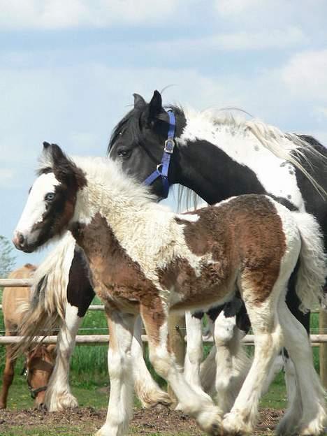 Tinker Lindholms Carlo Olsen - 24. maj 2005. En tur på folden med sin mor og de tre andre tinker føl :D billede 9