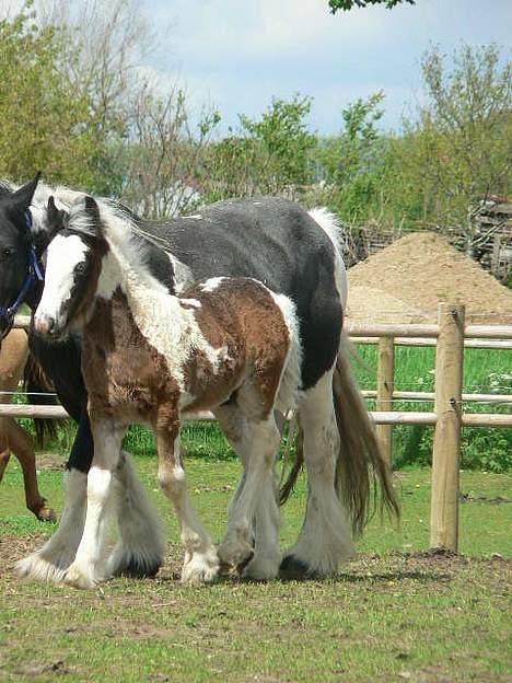 Tinker Lindholms Carlo Olsen - 24. maj 2005. En tur på folden med sin mor og de tre andre tinker føl :D billede 10