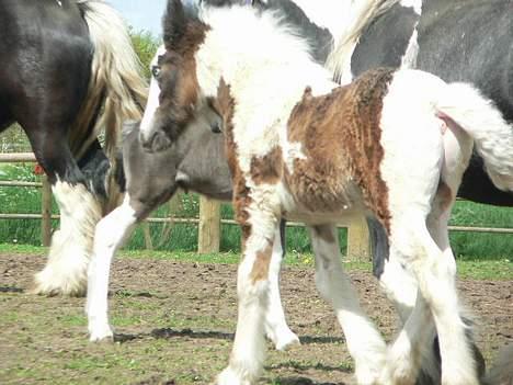 Tinker Lindholms Carlo Olsen - 24. maj 2005. En tur på folden med sin mor og de tre andre tinker føl :D billede 11