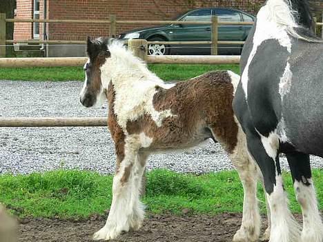Tinker Lindholms Carlo Olsen - 24. maj 2005. En tur på folden med sin mor og de tre andre tinker føl :D billede 12