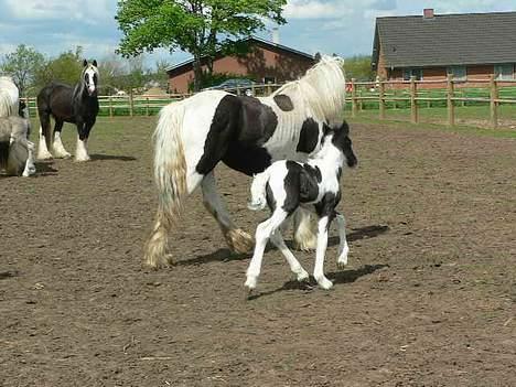 Tinker Lindholms Blue Boy - 24. maj 2005. En tur på folden med sin mor og de tre andre tinker føl :D billede 2